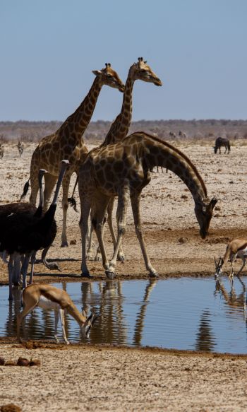 Etosha, Namibia, wild nature, giraffes Wallpaper 1200x2000