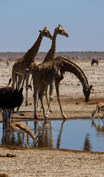 Etosha, Namibia, wild nature, giraffes Wallpaper 600x1024
