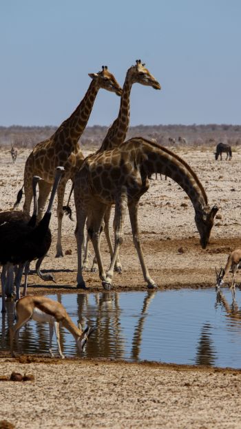 Etosha, Namibia, wild nature, giraffes Wallpaper 640x1136