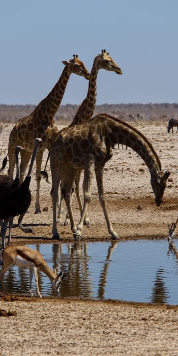 Etosha, Namibia, wild nature, giraffes Wallpaper 720x1440