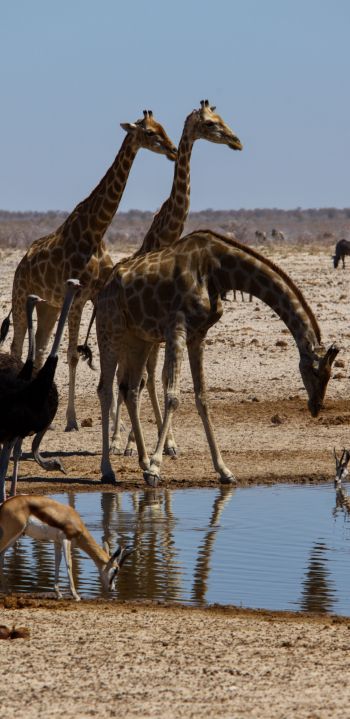Обои 1080x2220 Этоша, Намибия, дикая природа, жирафы