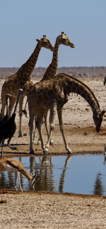 Etosha, Namibia, wild nature, giraffes Wallpaper 1125x2436
