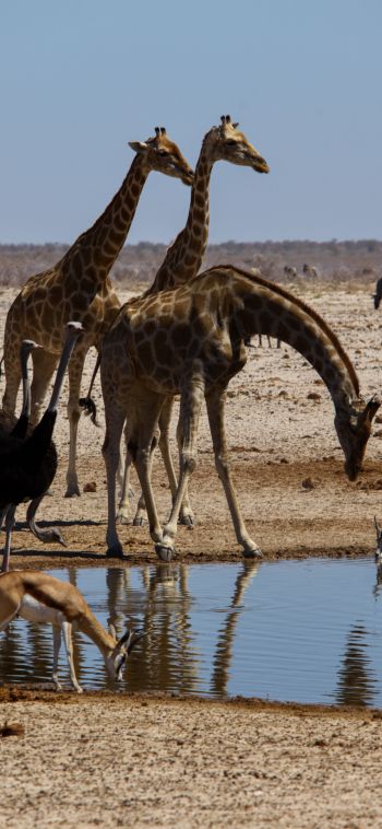 Etosha, Namibia, wild nature, giraffes Wallpaper 1080x2340