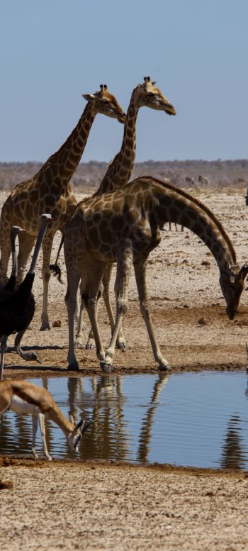 Etosha, Namibia, wild nature, giraffes Wallpaper 1440x3200