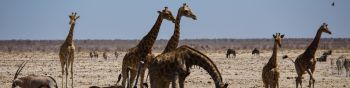 Etosha, Namibia, wild nature, giraffes Wallpaper 1590x400