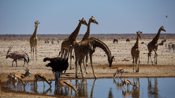 Обои 1600x900 Этоша, Намибия, дикая природа, жирафы