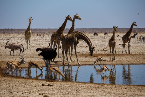 Etosha, Namibia, wild nature, giraffes Wallpaper 5472x3648