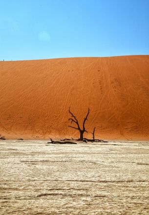 Обои 1640x2360 Dead Vlei, Соссусфлей, Намибия, пустыня, мертвое дерево