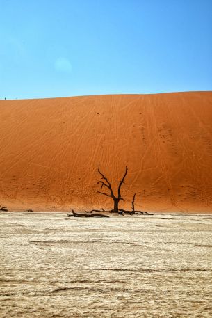 Обои 3648x5472 Dead Vlei, Соссусфлей, Намибия, пустыня, мертвое дерево