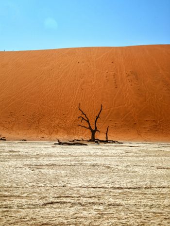 Обои 1668x2224 Dead Vlei, Соссусфлей, Намибия, пустыня, мертвое дерево