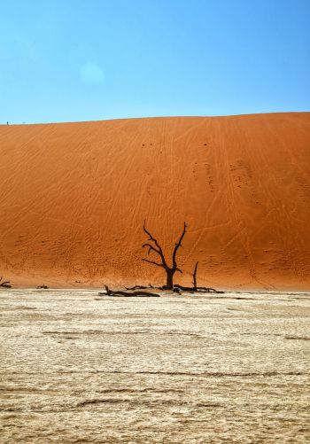 Обои 1668x2388 Dead Vlei, Соссусфлей, Намибия, пустыня, мертвое дерево