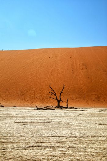Dead Vlei, Sossusvlei, Namibia, desert, dead tree Wallpaper 640x960