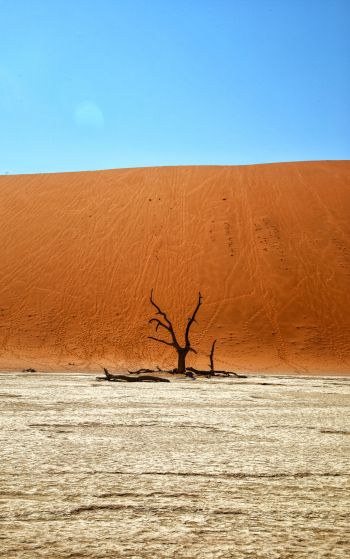 Обои 1752x2800 Dead Vlei, Соссусфлей, Намибия, пустыня, мертвое дерево