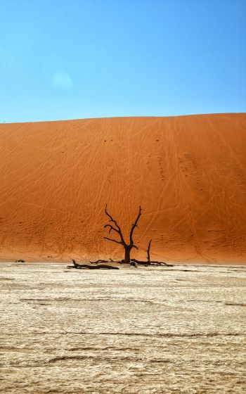 Обои 1600x2560 Dead Vlei, Соссусфлей, Намибия, пустыня, мертвое дерево