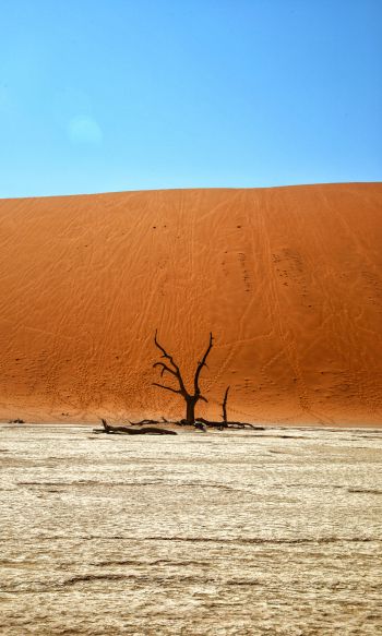 Обои 1200x2000 Dead Vlei, Соссусфлей, Намибия, пустыня, мертвое дерево