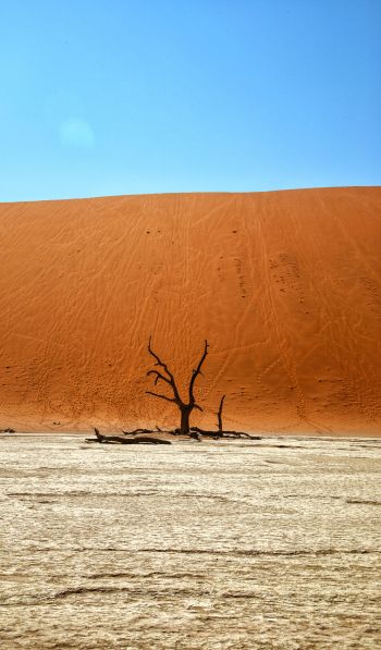 Обои 600x1024 Dead Vlei, Соссусфлей, Намибия, пустыня, мертвое дерево