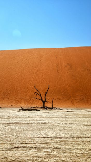 Dead Vlei, Sossusvlei, Namibia, desert, dead tree Wallpaper 640x1136