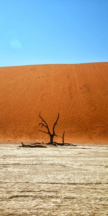 Dead Vlei, Sossusvlei, Namibia, desert, dead tree Wallpaper 720x1440