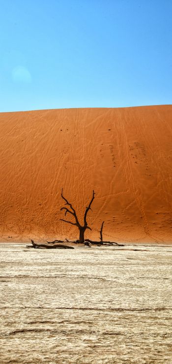 Dead Vlei, Sossusvlei, Namibia, desert, dead tree Wallpaper 1440x3040