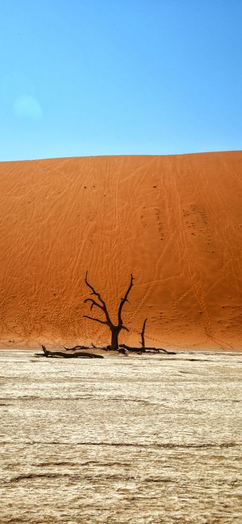 Dead Vlei, Sossusvlei, Namibia, desert, dead tree Wallpaper 828x1792