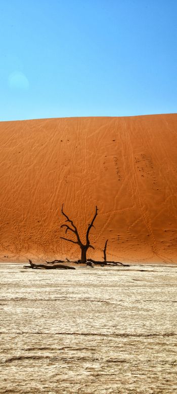 Обои 1440x3200 Dead Vlei, Соссусфлей, Намибия, пустыня, мертвое дерево