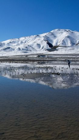 Pyramid Lake, Nevada, USA, pyramidal lake Wallpaper 640x1136