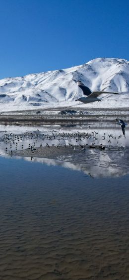 Pyramid Lake, Nevada, USA, pyramidal lake Wallpaper 1080x2340