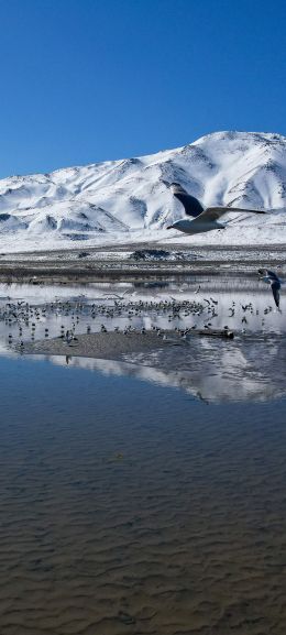 Pyramid Lake, Nevada, USA, pyramidal lake Wallpaper 1440x3200