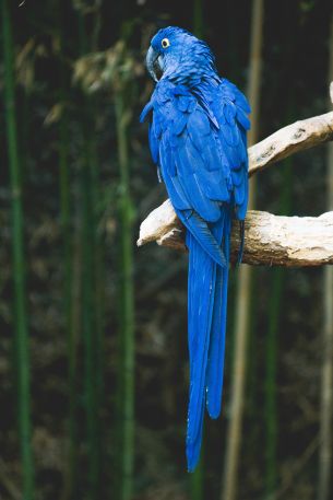 parrot, bird Wallpaper 640x960