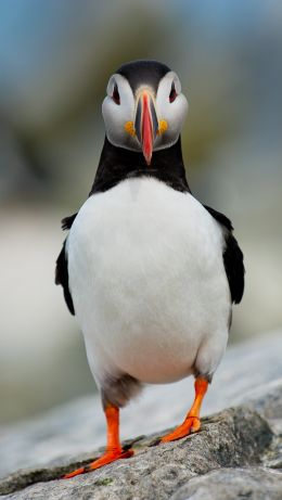 dead end, bird Wallpaper 640x1136