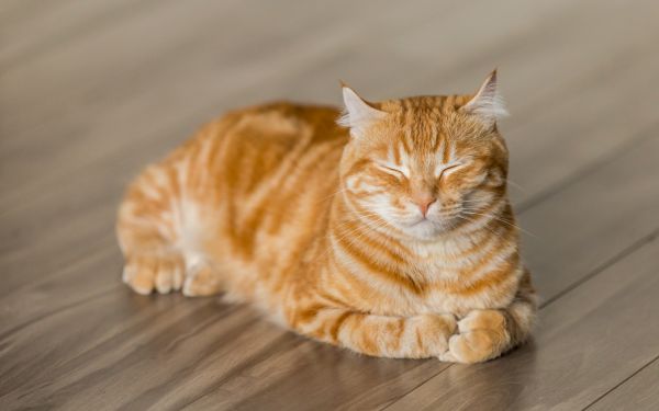 red cat, pet Wallpaper 2560x1600