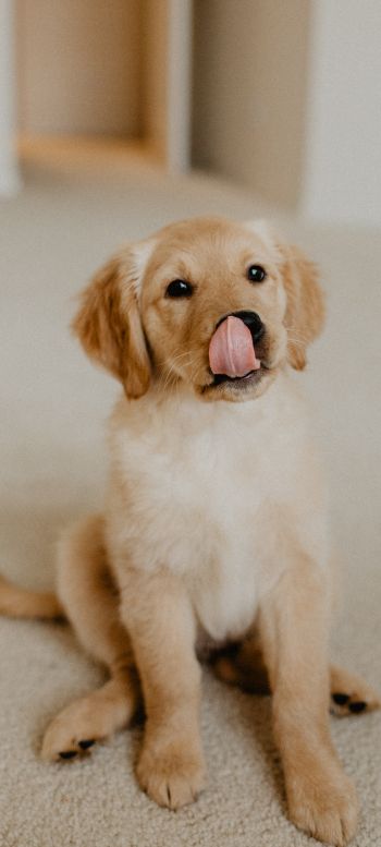 puppy, baby, pet Wallpaper 1440x3200