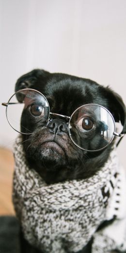 pug, glasses, pet Wallpaper 720x1440