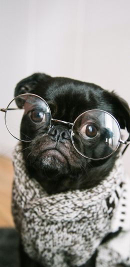 pug, glasses, pet Wallpaper 1440x2960