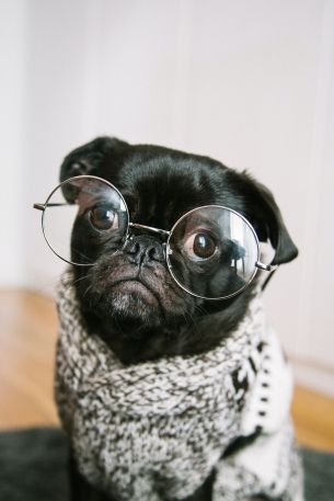 pug, glasses, pet Wallpaper 3487x5230