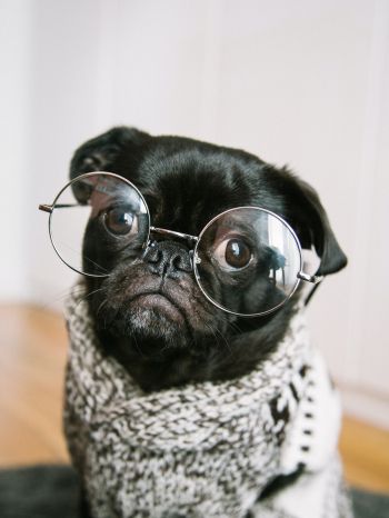 pug, glasses, pet Wallpaper 1668x2224