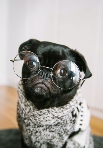 pug, glasses, pet Wallpaper 1668x2388