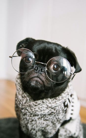 pug, glasses, pet Wallpaper 1752x2800