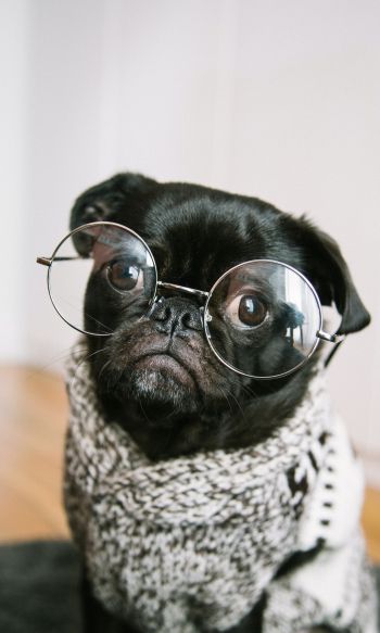 pug, glasses, pet Wallpaper 1200x2000