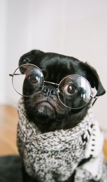 pug, glasses, pet Wallpaper 600x1024