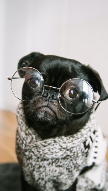 pug, glasses, pet Wallpaper 640x1136