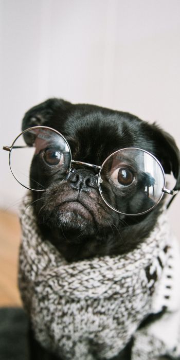 pug, glasses, pet Wallpaper 720x1440