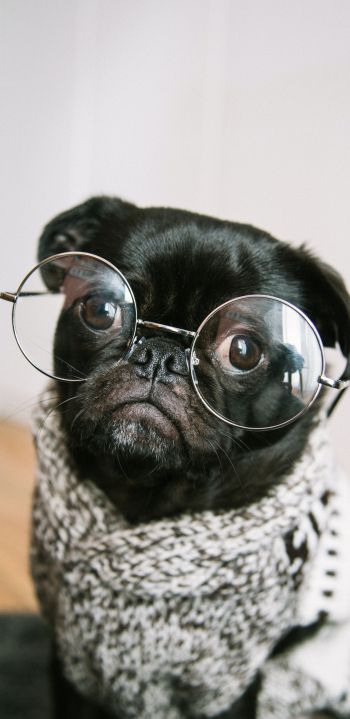 pug, glasses, pet Wallpaper 1080x2220