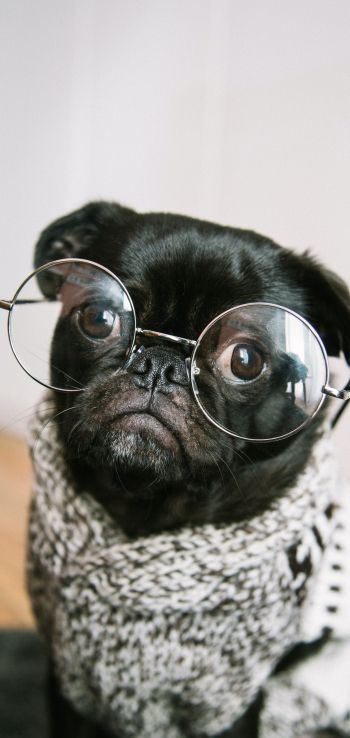 pug, glasses, pet Wallpaper 1440x3040