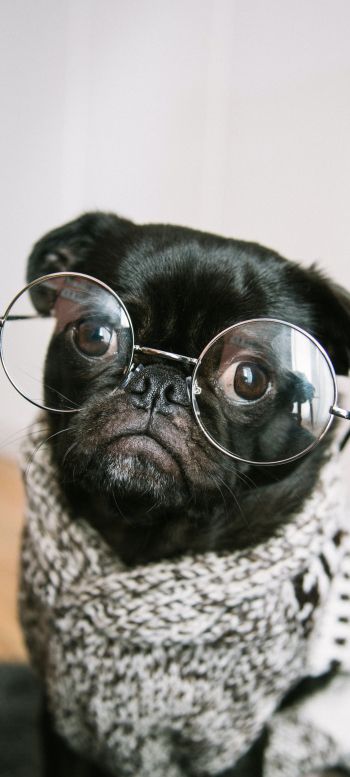 pug, glasses, pet Wallpaper 720x1600