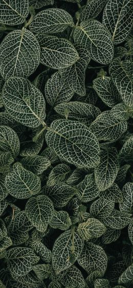 leaves, ornament, green Wallpaper 1242x2688