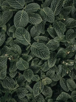 leaves, ornament, green Wallpaper 3456x4608