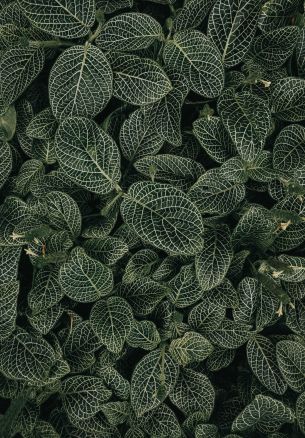 leaves, ornament, green Wallpaper 1640x2360