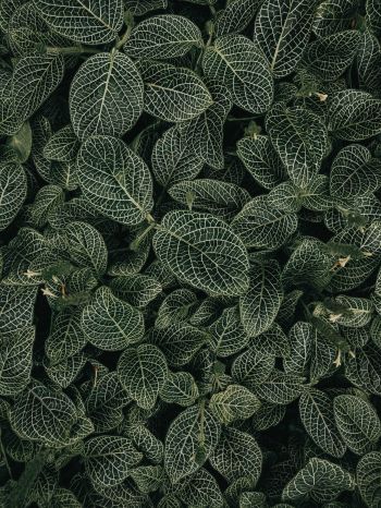 leaves, ornament, green Wallpaper 1620x2160