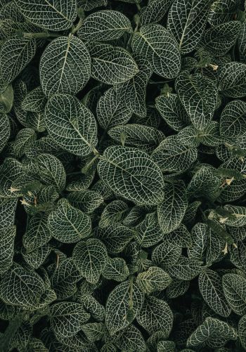 leaves, ornament, green Wallpaper 1668x2388